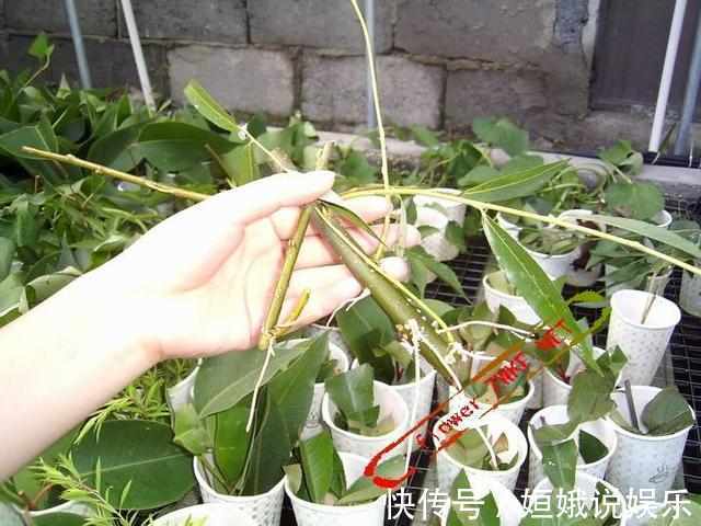 秋天|秋天,可以扦插了,花卉这样扦插很快就发芽长根,插啥都能活
