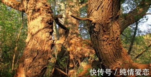 养花自制肥料：该怎么用好柳树皮，挖掘其中的价值？