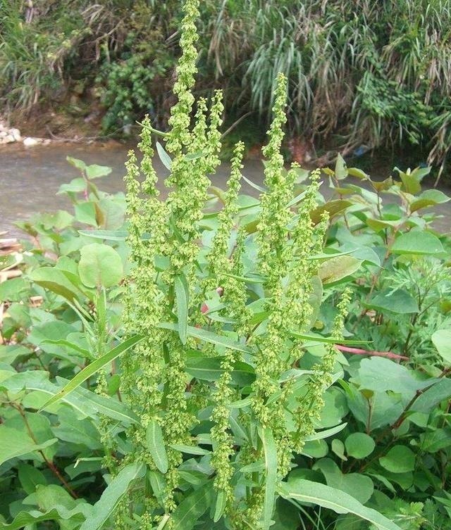 食用|这种“野菠菜”,割完玉米地就出来,营养价值高,很少见