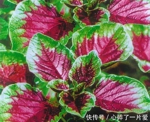 滋阴|农村这些野菜,美容驻颜、滋阴润燥、清热解毒,怕老就吃它