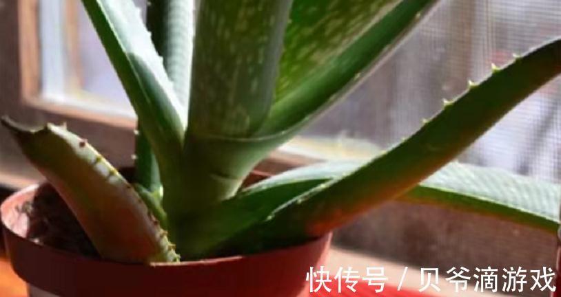 该怎么种植“家庭小药箱”芦荟?多注意4点,茎叶肥美多汁