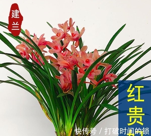 它被誉为“兰中贵妃”,有色有香,花姿典雅,值得花迷们居家养护