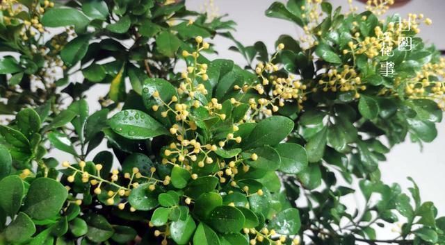 风雨兰|7种花夏天爱淋雨,越淋长得越欢,多淋几次,肥料都省了