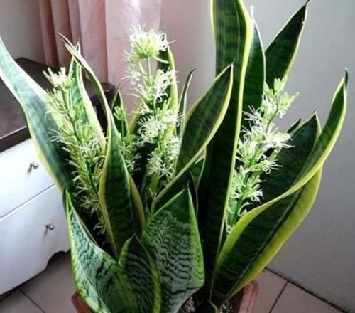 家养这些植物,除甲醛、杀病菌,净化空气,上档次早看早知道