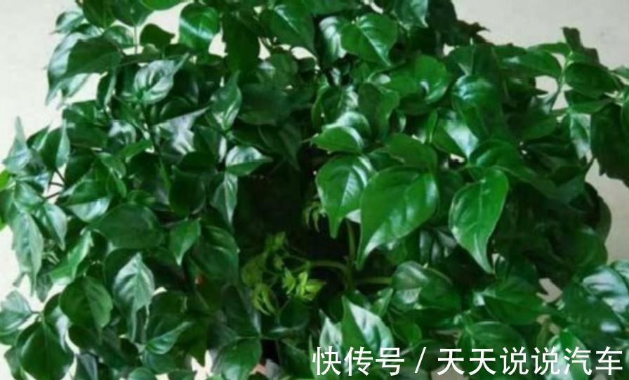 幸福树应该怎么样养,怎么才能让杆变粗