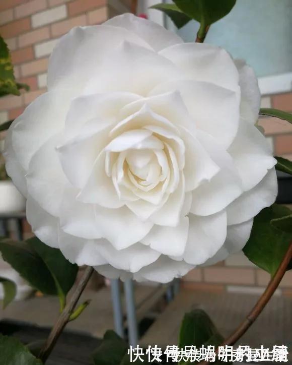 花中娇客|中国传统名花“花中娇客”,30种茶花一开,美了十里八乡