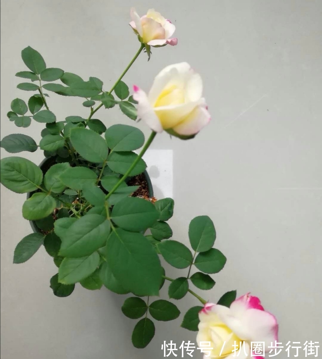 你的那些盆栽月季长得如何?