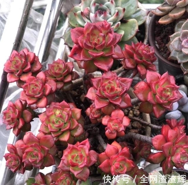 如果有露养的条件，别错过这5款多肉，出了状态红似火漂亮极了