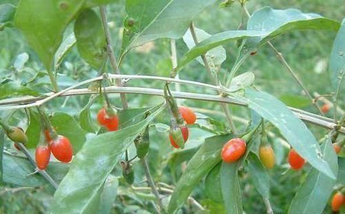 心脑血管|会吃的人最长寿,常食4种食物,保护血管,健脾养胃,预防妇科病