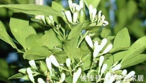 九里香可以扦插繁殖吗？当然可以，而且方法还很简单