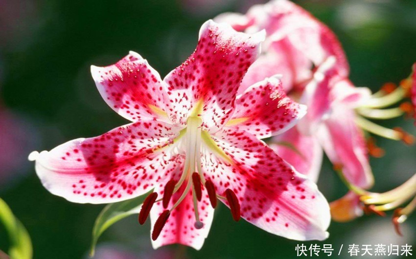 强瞿|此花超凡脱俗,矜持含蓄深受世界人民喜爱,有着财富高贵的象征