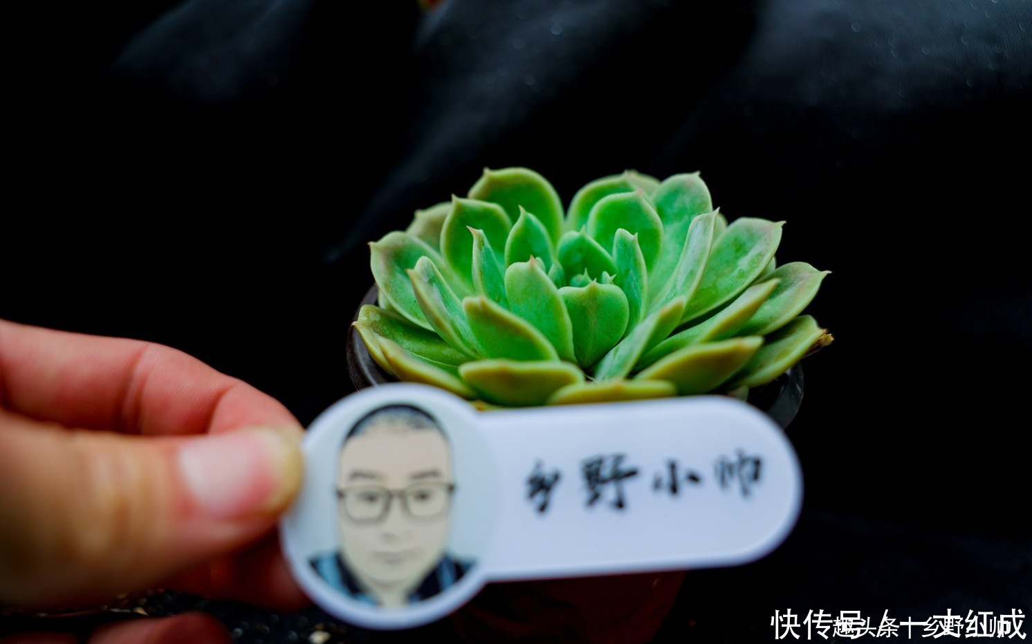 夏天不知道怎么给多肉浇水?听小帅告诉你,夏天可以这样浇水