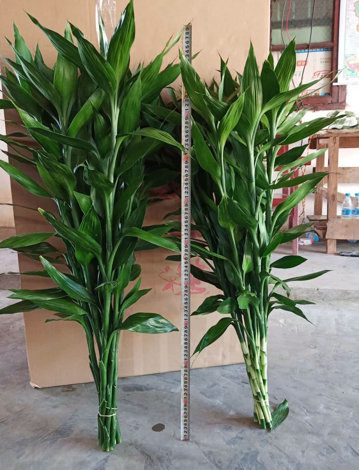 富贵竹四季常绿，这几个知识点要知道，学一学