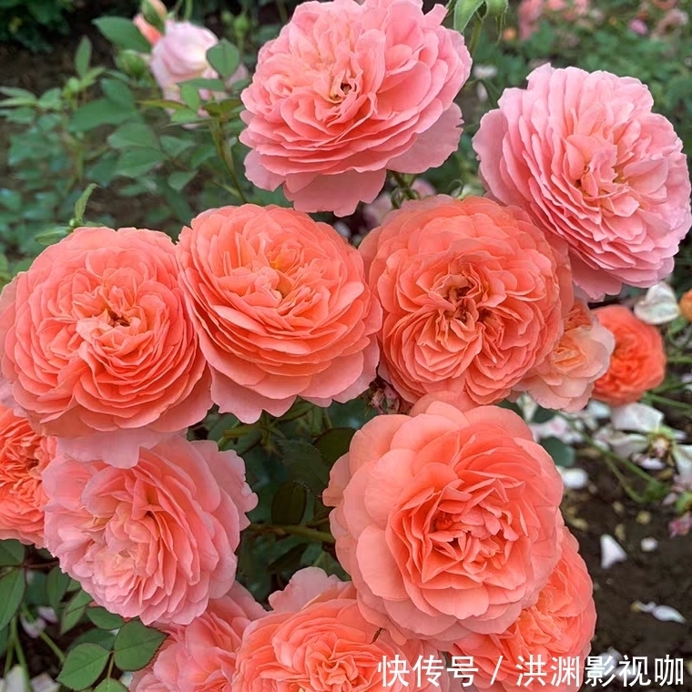 金鱼草|喜欢菊花,不如养盆“菊中稀品”胭脂浓妆,似美艳佳人,舞魅高贵