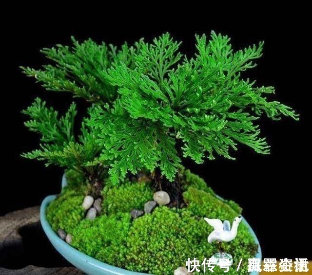 山崖上一种草,被称“还魂草”,人人见了挖一株,说是很值钱!