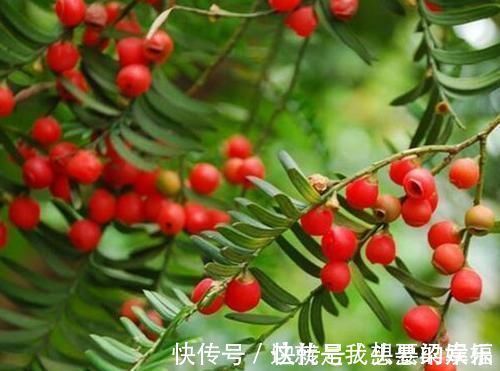 排毒|女性不想变黄脸婆，多吃3种食物，排毒护肤，美容抗衰，好处多多