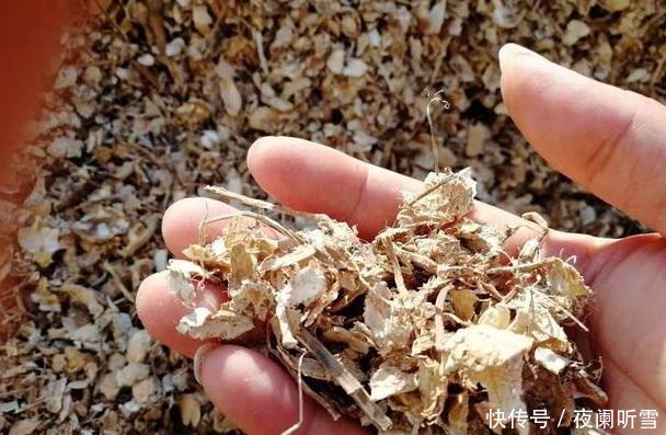 吃剩的坚果壳如何处理好3步简单操作,废物、垃圾变成养花宝