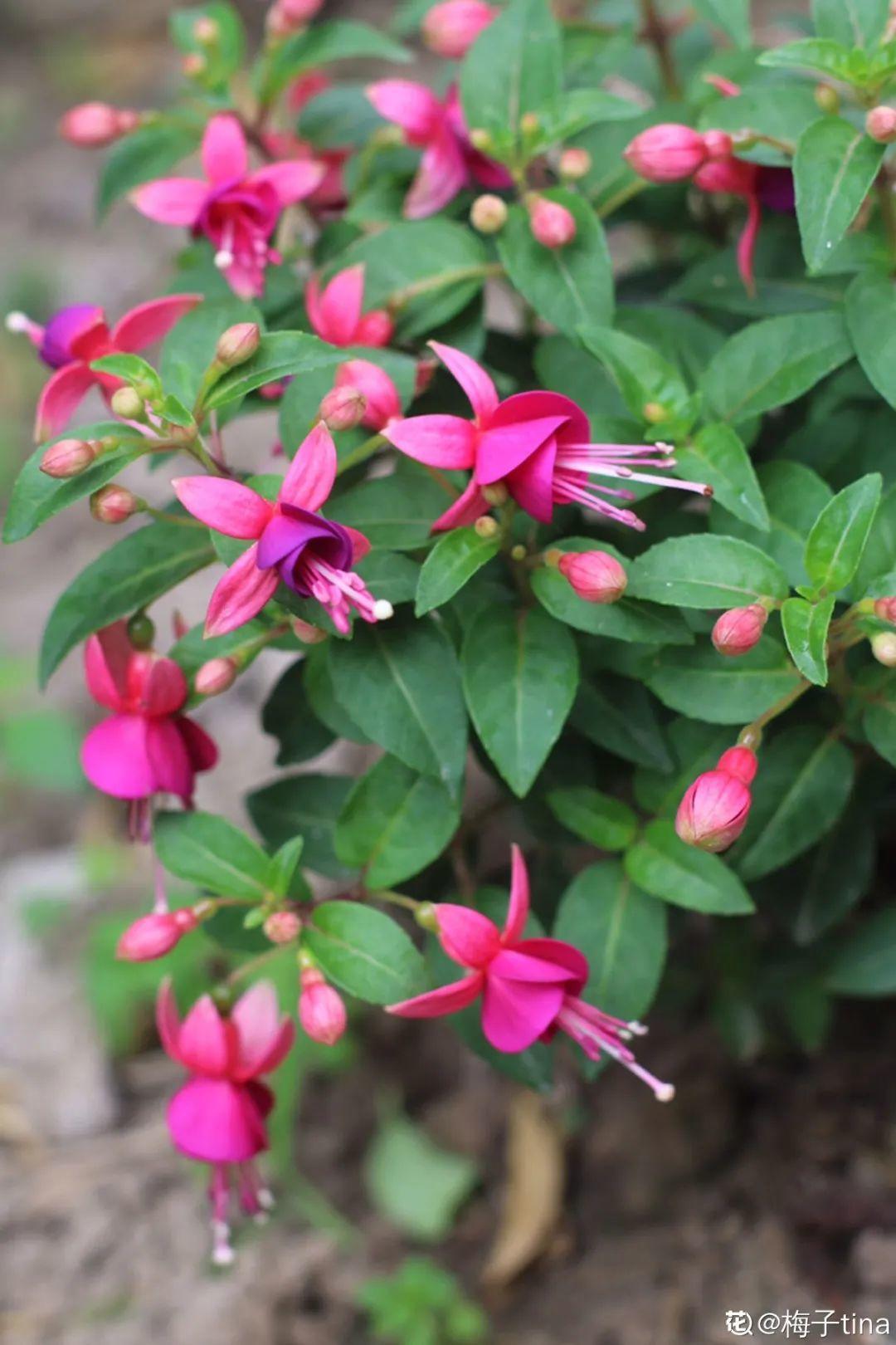长寿花|9月后就养这些花,比绿萝好养,疯狂开花到明年!