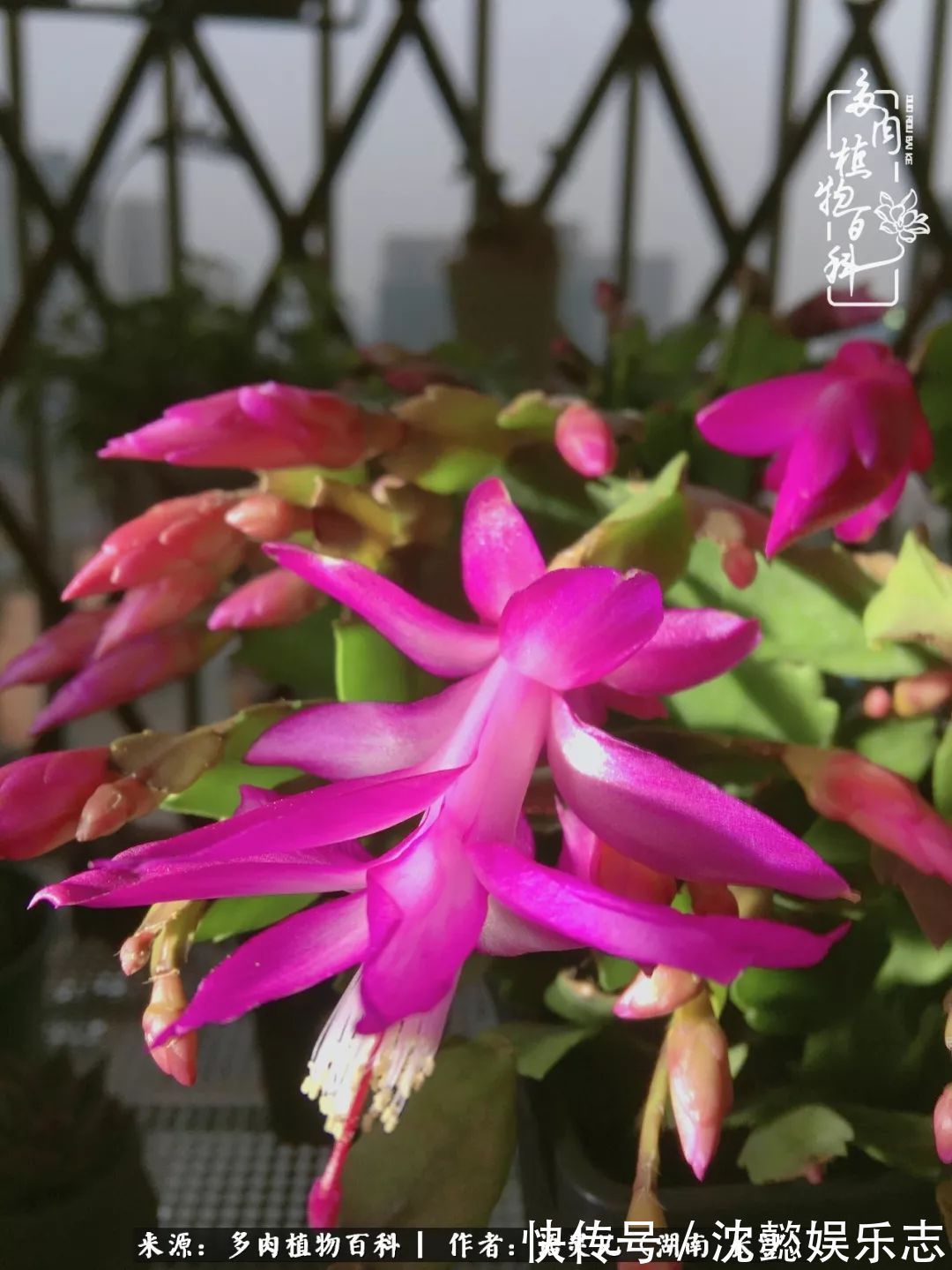 阳台党|邂逅多肉,爱折腾的阳台党,总能收获简单纯粹的快乐!