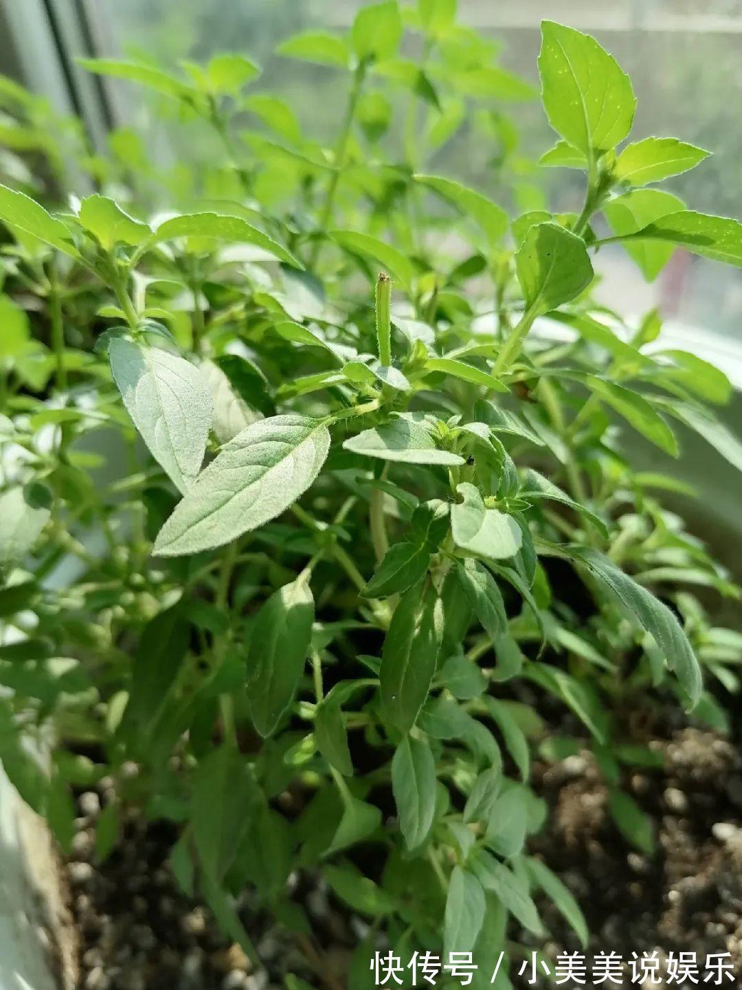 长春花|7种花最干净,门口、窗台放一盆,蚊虫不敢靠近!