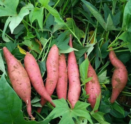 脑细胞|最适合秋天吃的3种食物,营养丰富,延缓衰老,早吃早好!