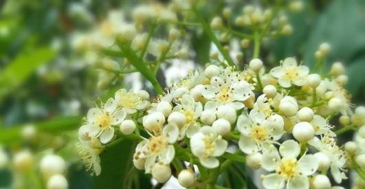 这4种花慎选，花朵味道难闻，家里不要养