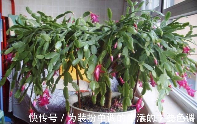 长寿花|家里有空盆这“4种花”现在栽一盆，一入秋就“开成大花球”