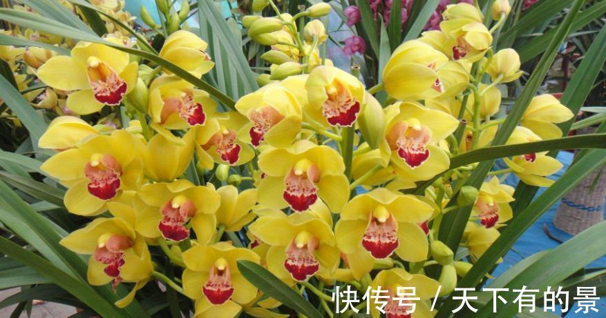 花盆|夏季超值款兰花:大花蕙兰,冬春爱开花,养一株香一室