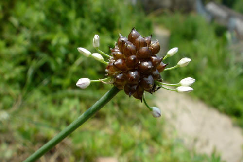 中药|像葱又像蒜,叫葱又叫蒜,非葱非蒜,通胸阳、行肠气、定喘、化脂