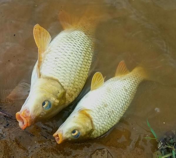 结实|教你快速绑鱼钩简单明了上手快,绑的结实耐用
