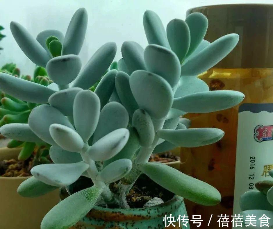 浇水|乒乓福娘如何养的滚圆可爱,除了品种要正,这些也很重要