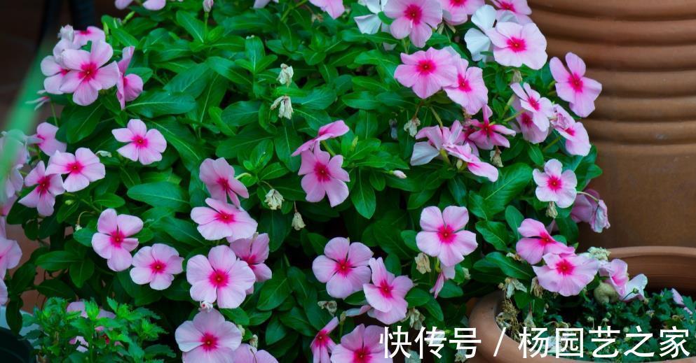 花期|6种花好养还好看，不仅名字好听，而且还能给你带来好运