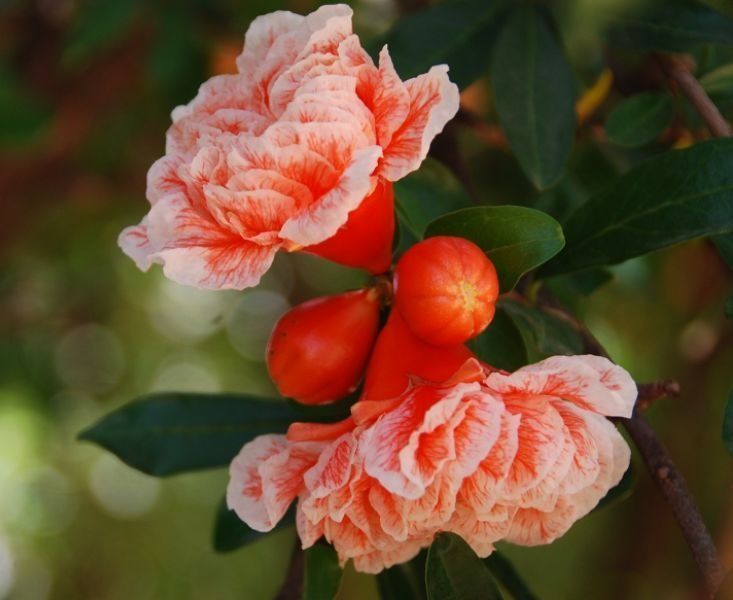 四季海棠|家里养此款花卉,不用管就“爆盆”,还开出漂亮的花!