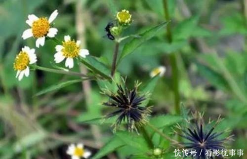 由于这几种花花期太长,很多人以为是假花,要摸一摸才能辨真假!