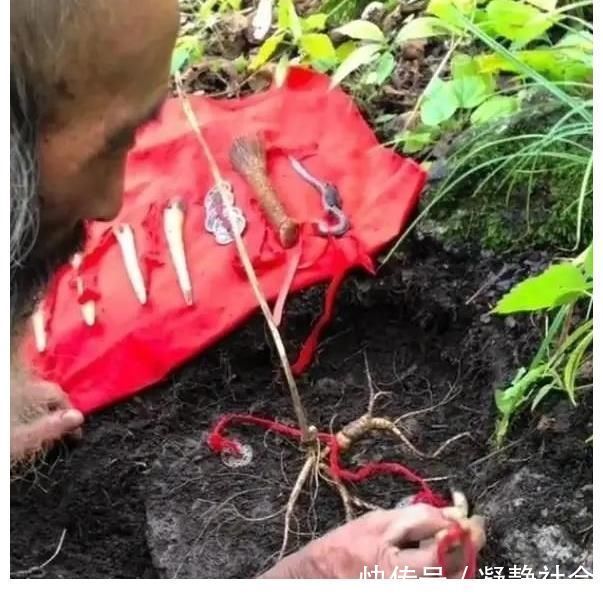 是真的吗|传言千年人参会“跑”,这是真的吗?为啥挖人参要绑“红绳子”?