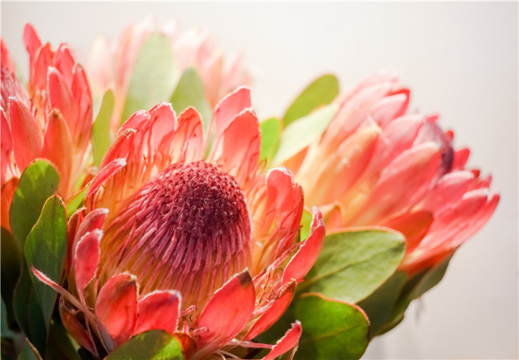 此花就像是花中的王者一样，代表了胜利美满，是吉祥的花