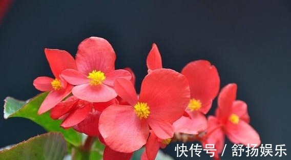 养花|阳台养花，只要避免这些问题，花养出来旺盛，开花多，要收好