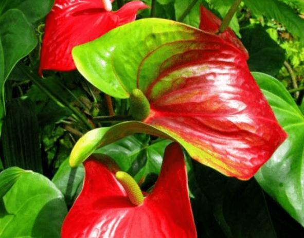 啤酒|养红掌,只浇水“死得快”多做“一步”,红花开满盆,满屋红火