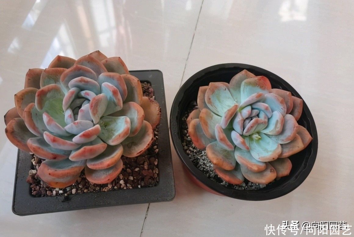 夏季|广东适合养多肉吗？养着养着就变绿？福建乃多肉产地，你说呢？