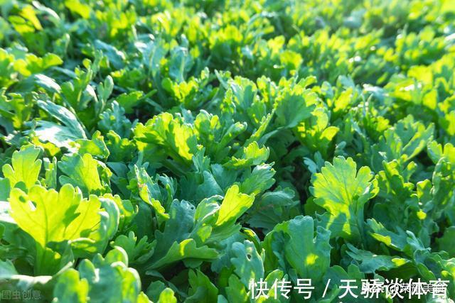 大叶茼蒿|买茼蒿菜时，注意分清“小叶”和“大叶”，区别挺大，来了解一下