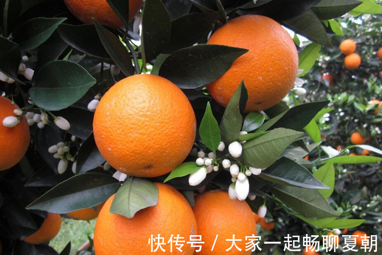 心脑血管|入冬后,聪明的女人喜欢吃3物,对皮肤很好,还能赶跑贫血