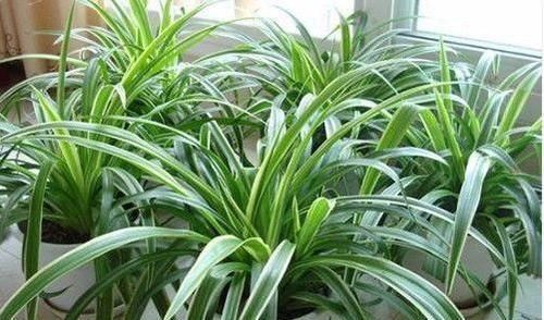 黄叶|养吊兰,最忌讳1件事,难怪黄叶,还弯折,现在纠正也不晚