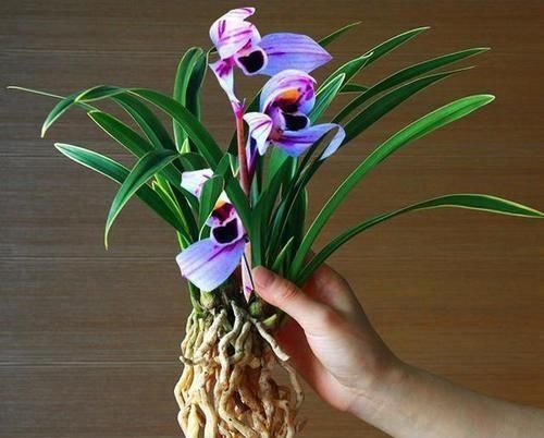 此兰花曾经价格不菲,现在几块钱就能买一盆,花色罕见,值得入手