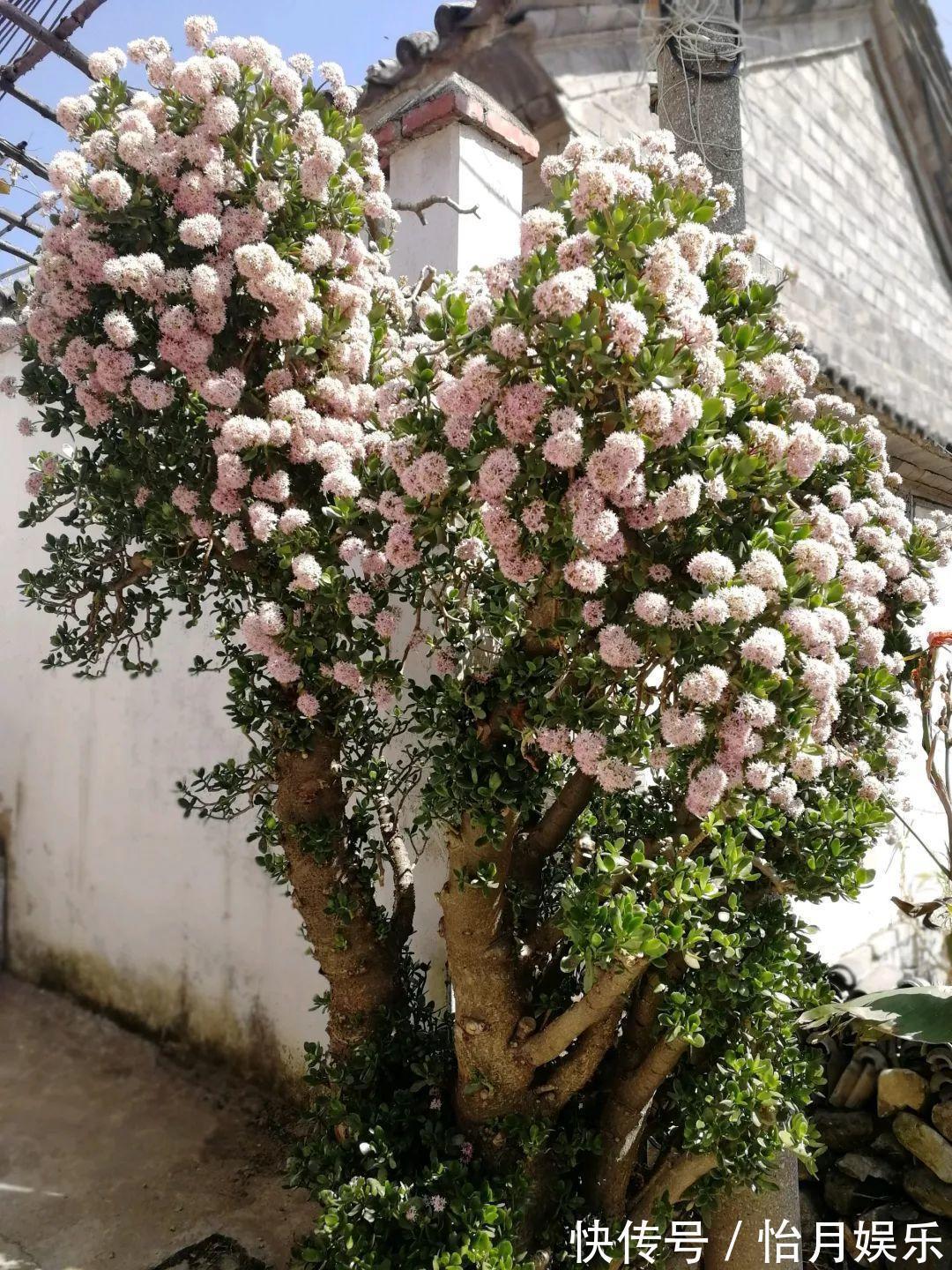 花也能成精,养成巨无霸,一次开花50朵,比小孩还高!