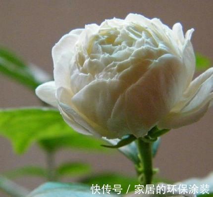 湿润|茉莉花的养殖方法和技巧有哪些？