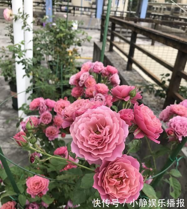 月季花|月季里的“开花机器”,能开一整年,花量非常多,阳台盆栽也可以