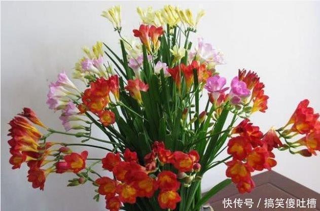 花期|最适合养的“4种花”,生长快,开花多,五彩缤纷,漂亮无比!
