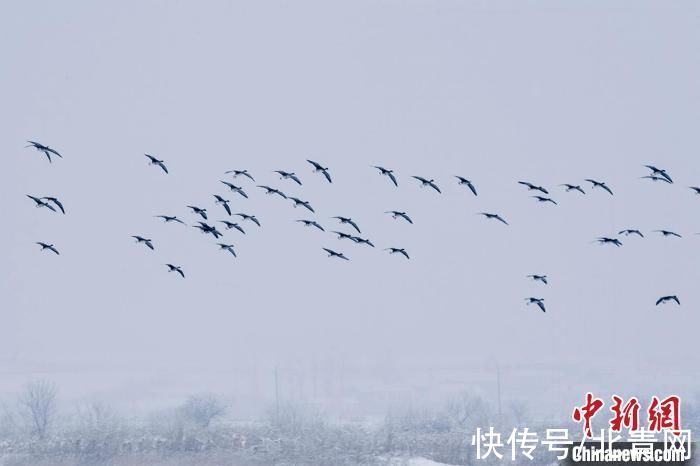 谷宝臣|暴雪至雁南飞 中俄交界候鸟加速迁离