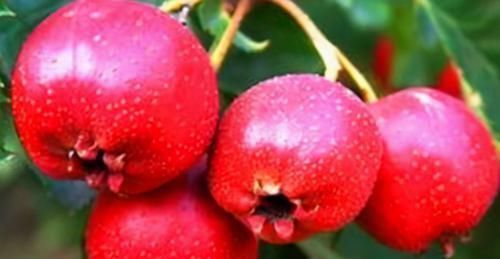 鲍鱼果|长寿老人爱吃3种食物，美容养生、滋润肌肤，早吃早受益！