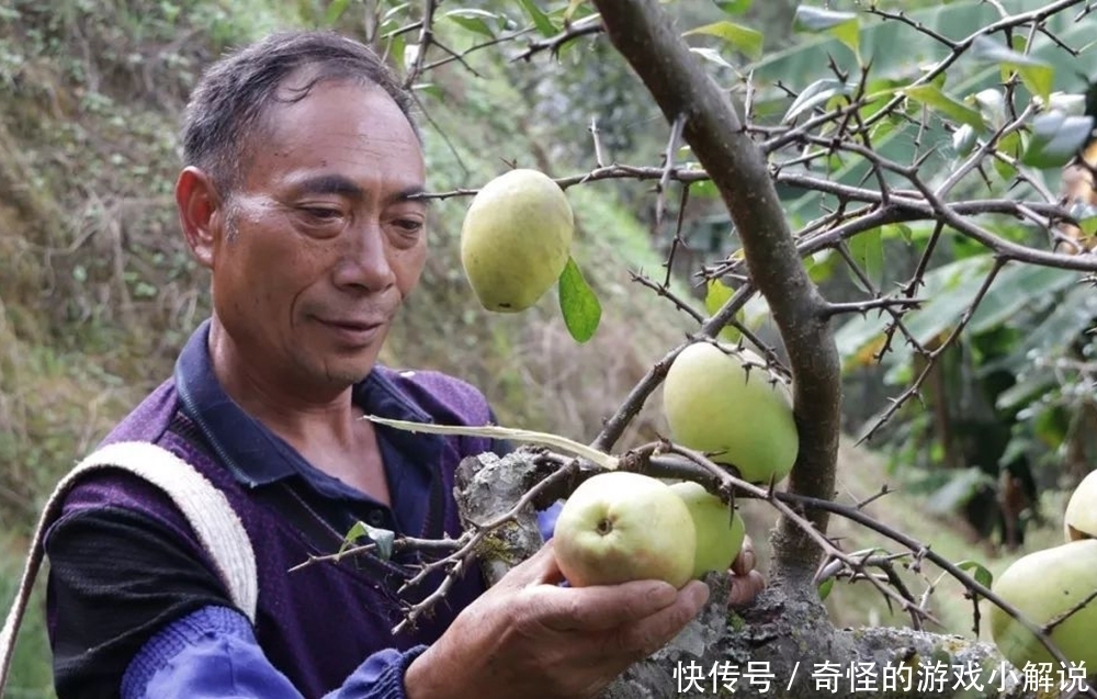 国内|国内特有一种水果,香气四溢却很少生吃,用来炖汤是一绝